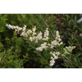Ligustrum quihoui - Waxy Leaf Privet