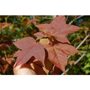 Liquidambar acalycina 'Burgundy Flush' - Burgundy Flush Chinese Sweetgum