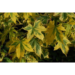 Liquidambar styraciflua 'Golden Treasure' - Golden Treasure Sweetgum