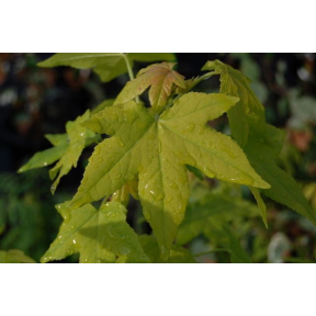 Liquidambar styraciflua 'Naree' - Naree Sweetgum