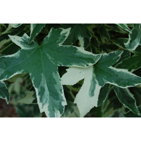 Liquidambar styraciflua 'Silver King' - Silver King Sweetgum