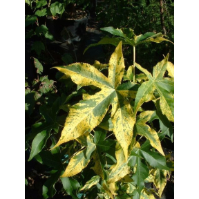 Liquidambar styraciflua 'Variegata' - Variegated Sweetgum