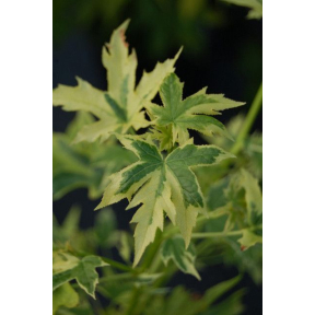 Liquidambar styraciflua 'Variegated Worplesdon' - Variegated Worplesdon Sweetgum