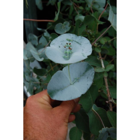 Lonicera reticulata 'Kintzley's Ghost' - Kintzley's Ghost Grape Honeysuckle