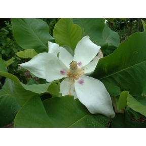 Magnolia ashei (M. macrophylla ssp. ashei) - Ashe Magnolia