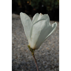 Magnolia x 'Anticipation' - Anticipation Magnolia