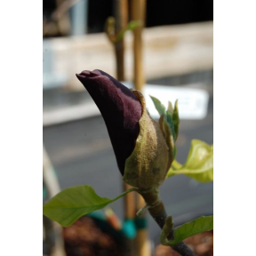 Magnolia x 'Black Beauty' - Black Beauty Magnolia