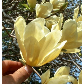 Magnolia x 'Elizabeth' - Elizabeth Hybrid Magnolia