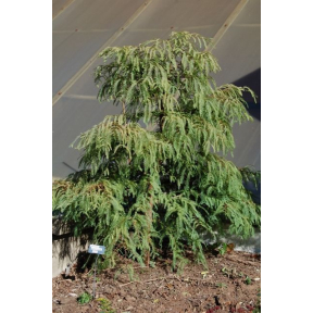 Metasequoia glyptostroboides 'Bonsai' - Bonsai Dwarf Dawn Redwood