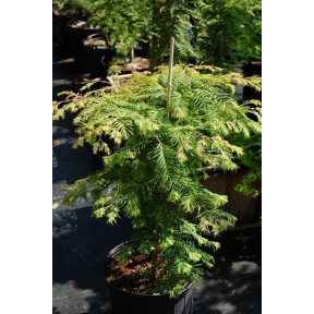 Metasequoia glyptostroboides 'Head Hunter' ('Matthaei Broom') - Head Hunter Dawn Redwood