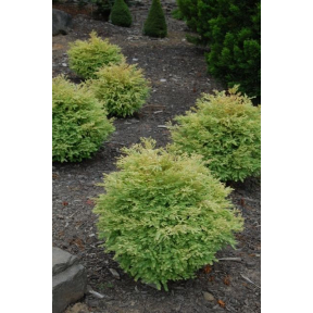 Metasequoia glyptostroboides 'Northlight' ('Schirrmann's Nordlicht') - Northlight Dwarf Dawn Redwood