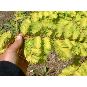 Metasequoia glyptostroboides 'Ogon' - Golden Dawn Redwood