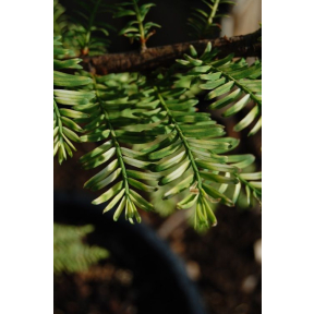 Metasequoia glyptostroboides 'Silhouette' - Silhouette Variegated Dawn Redwood