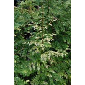 Metasequoia glyptostroboides 'Snow Flurries' ('Pat's Best White') - Snow Flurries Dawn Redwood