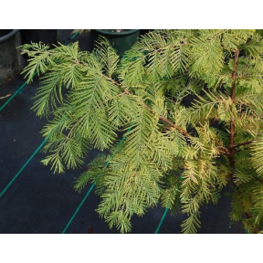 Metasequoia glyptostroboides 'Spring Cream' - Spring Cream Dawn Redwood