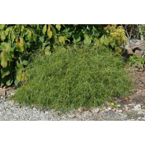 Morus alba 'Nuclear Blast' - Nuclear Blast White Mulberry