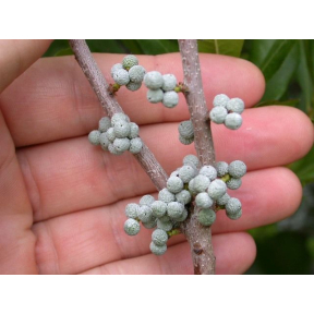 Myrica pensylvanica 'Morton' - Morton Female Bayberry