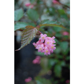 Niellia sinensis - Chinese Niellia