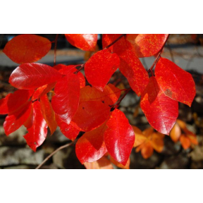 Nyssa sylvatica 'Autumn Cascade' - Autumn Cascade Weeping Black Tupelo