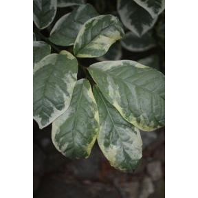 Orixa japonica 'Pearl Frost' ('Variegata') - Pearl Frost Japanese Orixa