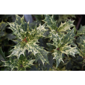 Osmanthus heterophyllus 'Goshiki' - Goshiki Holly Osmanthus