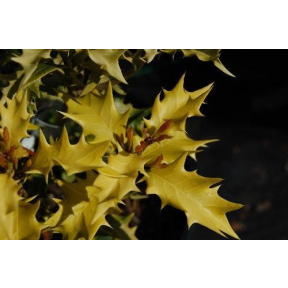 Osmanthus heterophyllus 'Ogon' - Golden Holly Osmanthus 