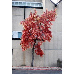 Oxydendrum arboreum - Sourwood