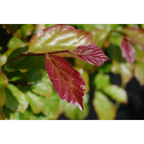 Parrotia persica 'Burgundy' - Burgundy Persian Ironwood