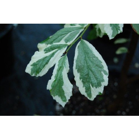 Parrotia persica 'Lamplighter' - Lamplighter Persian Ironwood