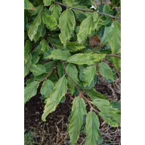Parrotia persica 'Persian Lace' - Persian Lace Persian Ironwood