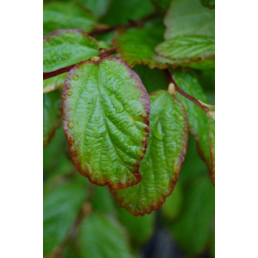 Parrotia persica 'Vanessa' - Vanessa Persian Ironwood