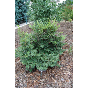 Parrotia subaequalis - Chinese Parrotia