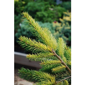 Picea abies 'Aurea Jacobsen' - Aurea Jacobsen Norway Spruce