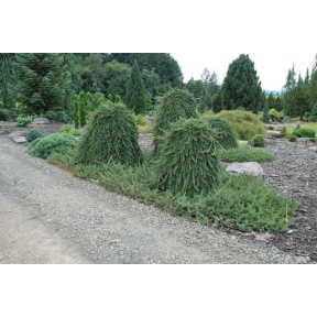 Picea abies 'Frohburg' - Frohburg Weeping Norway Spruce