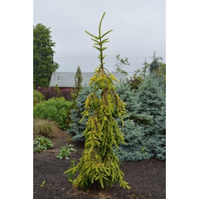 Picea abies 'Gold Drift' - Gold Drift Weeping Norway Spruce