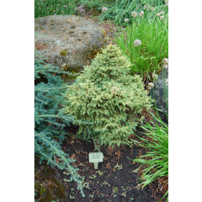Picea abies 'Gold Dust' - Gold Dust Norway Spruce