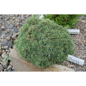 Picea abies 'Jana' - Jana Norway Spruce