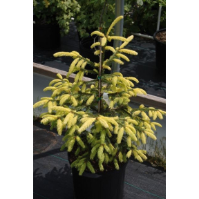 Picea abies 'Perry's Gold' - Perry's Gold Norway Spruce