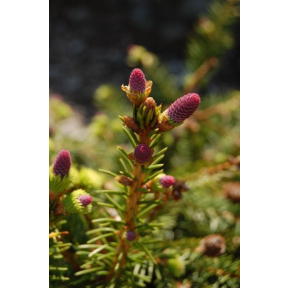 Picea abies 'Pusch' - Pusch Norway Spruce