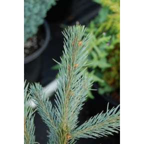 Picea engelmannii 'Blue Magoo' - Blue Magoo Englemann Spruce 
