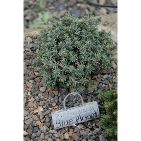 Picea glauca 'Blue Planet' - Blue Planet White Spruce