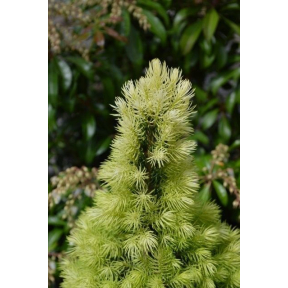 Picea glauca 'Daisy's White' - Daisy's White Spruce