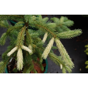 Picea glauca 'Dent' - Variegated White Spruce