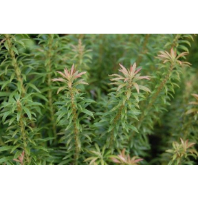 Pieris japonica 'Pygmea' - Dwarf Japanese Pieris