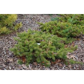 Pinus banksiana 'Schoodic' - Schoodic Jack Pine