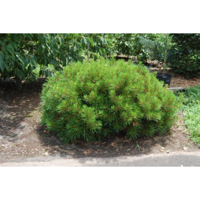 Pinus bungeana 'Diamant' - Diamant Lacebark Pine