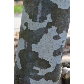 Pinus bungeana 'Silver Ghost' - Silver Ghost Lacebark Pine