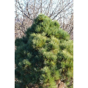 Pinus cembra 'Pygmea' - Dwarf Swiss Stone Pine