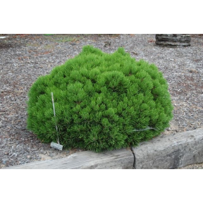 Pinus leucodermis 'Schmidtii' - Schmidtii Dwarf Bosnian Pine