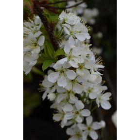 Prunus maritima - Beach Plum